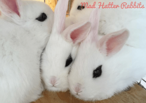 Rabbits | Mad Hatter Rabbits & MicroFarm
