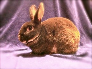 Dexter, chocolate otter buck