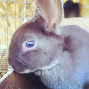 Durango, buck, chocolate otter.