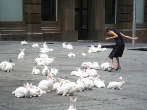 Rabbits! There are so many rabbits!