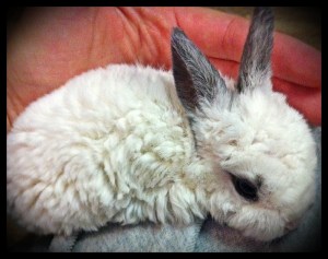 Astrex Mini Rex, 19 Days Old