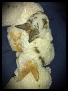 Astrex Mini Rex litter, 19 Days Old