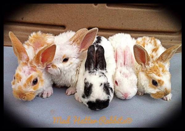 Butterscotch x Bushy DOB 6/13/13 Left to Right: Who (B), What (B), Where (D), Why (D), When (D)