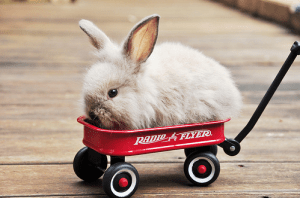 Transporting Rabbits