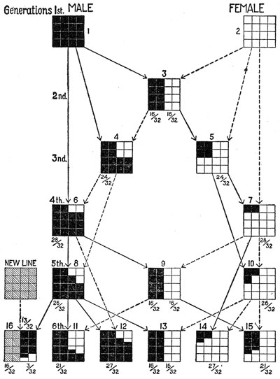 line breeding / inbreeding / outcrossing chart