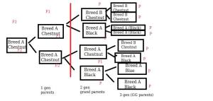 "Take a pedigree and count as far back as you can without reaching another breed. Draw a line to the left of that other breed and count the columns. Here is an example. This is a fake pedigree, crossing Breed A (which comes in black and blue) to breed B (which comes in chestnut) to make chestnuts in Breed A."