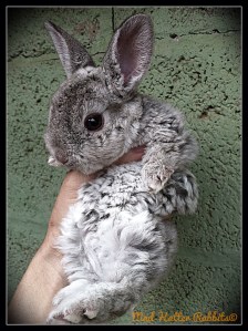 Vanilla Icing, 5 weeks A