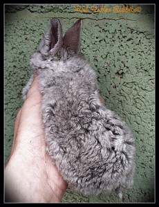 Vanilla Icing, 5 weeks B