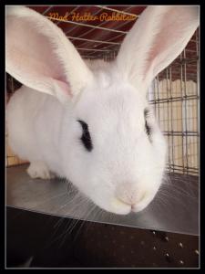 1689175_510961495692128_1089312646_n