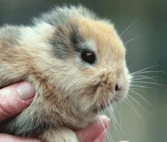 No Ear Rabbit A Rabbit With No Ears | Mad Hatter Rabbits & MicroFarm