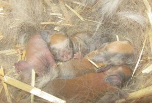When to foster baby bunnies.