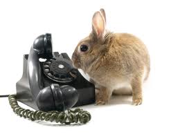 Photo credit: www.thebunnyhut101.com