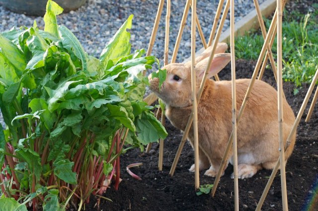 do rabbits eat tobacco plants Gardening with Rabbits in Mind