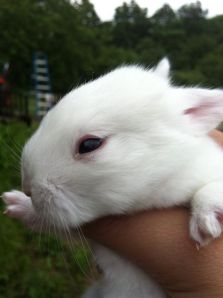 A bernhard, named after the founder of the breed, has no black rings of fur around their eyes. Photo courtesy of L. Staley