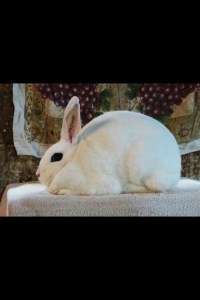 Is this not a beautiful rabbit?!  Photo Courtesy of Autumn Denistoun