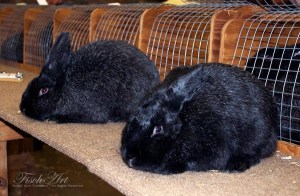 Photo by L. Fischbeck