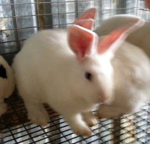 Older boxer, missing one of the eye bands. Photo courtesy of Evil Bunny Rabbitry