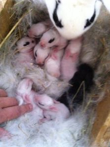 Finger is on the boxer baby. Photo courtesy of L. Staley