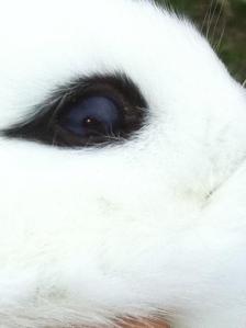 Most of the time the marbling will not be the entire eye, although it's possible for an entirely blue iris to occur.