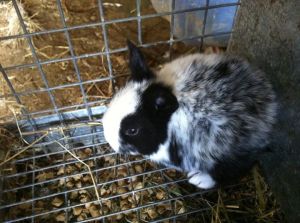 Piebald with spots - baby fur. Photo courtesy of L. Staley.