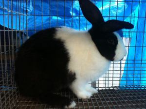 Photo courtesy of Evil Bunny Rabbitry