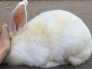 Hutch stains and spray stains are the bane of a white rabbit breeder's existence!